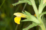 Yellow glandweed